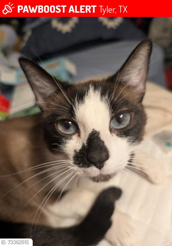 Lost Female Cat last seen Rollingwood, Tyler, TX 75701