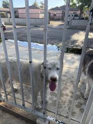 Found/Stray Male Dog last seen 120th and standard, Los Angeles, CA 90059