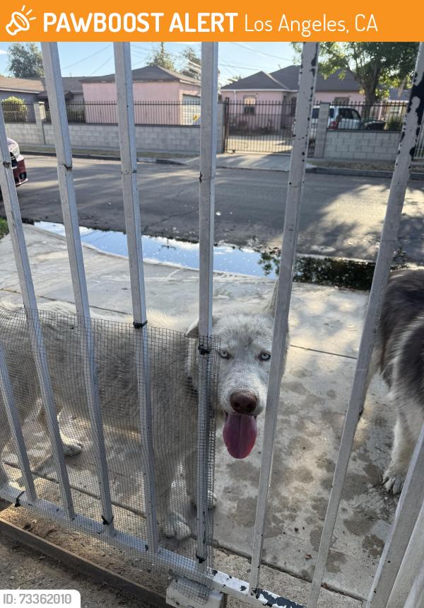 Found/Stray Male Dog last seen 120th and standard, Los Angeles, CA 90059
