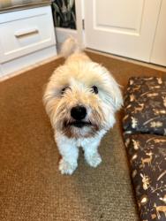 Reunited Unknown Dog last seen montview and cherry, Denver, CO 80207