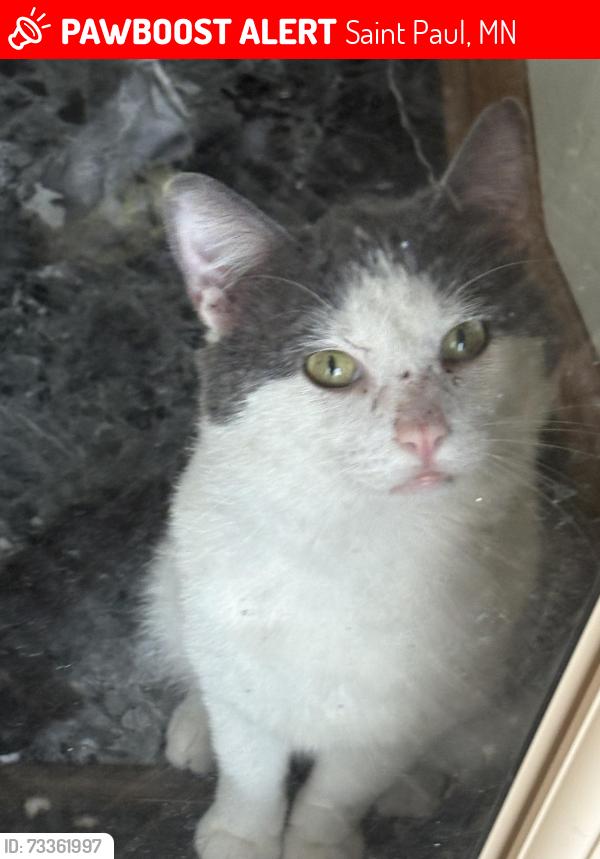 Lost Male Cat last seen Near wooded areas, Saint Paul, MN 55117