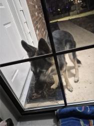 Found/Stray Female Dog last seen Northwest hwy & Meadowcreek ct, Garland, TX 75043