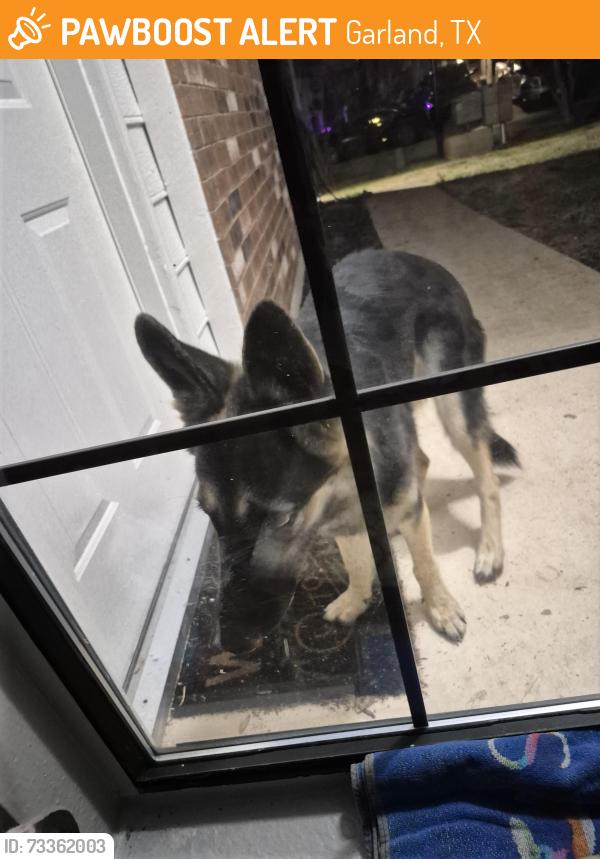 Found/Stray Female Dog last seen Northwest hwy & Meadowcreek ct, Garland, TX 75043