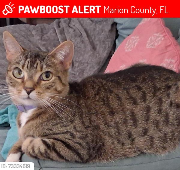 Lost Female Cat last seen Locust rd, Marion County, FL 34472