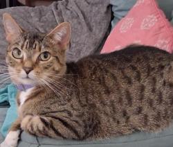 Lost Female Cat last seen Locust rd, Marion County, FL 34472