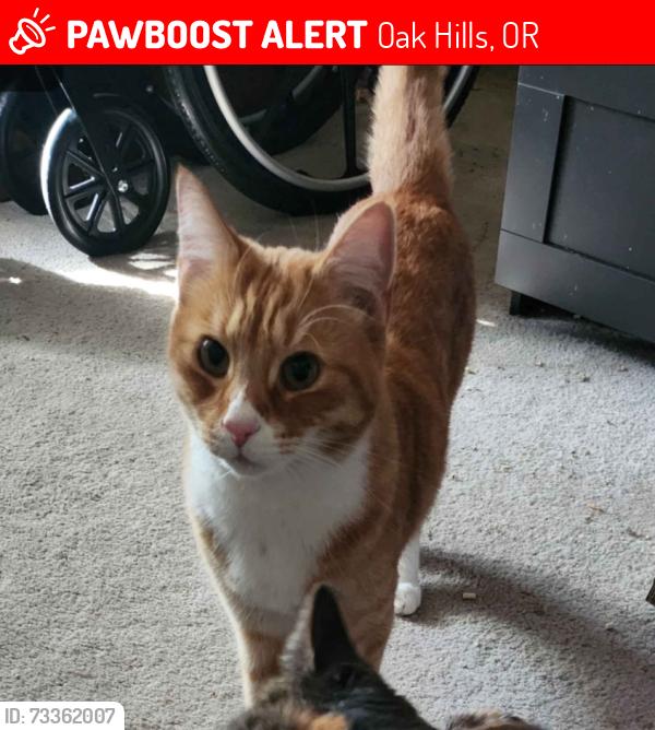 Lost Male Cat last seen wetlands between houses, Oak Hills, OR 97006