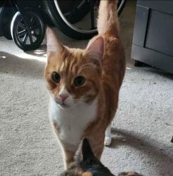 Lost Male Cat last seen wetlands between houses, Oak Hills, OR 97006