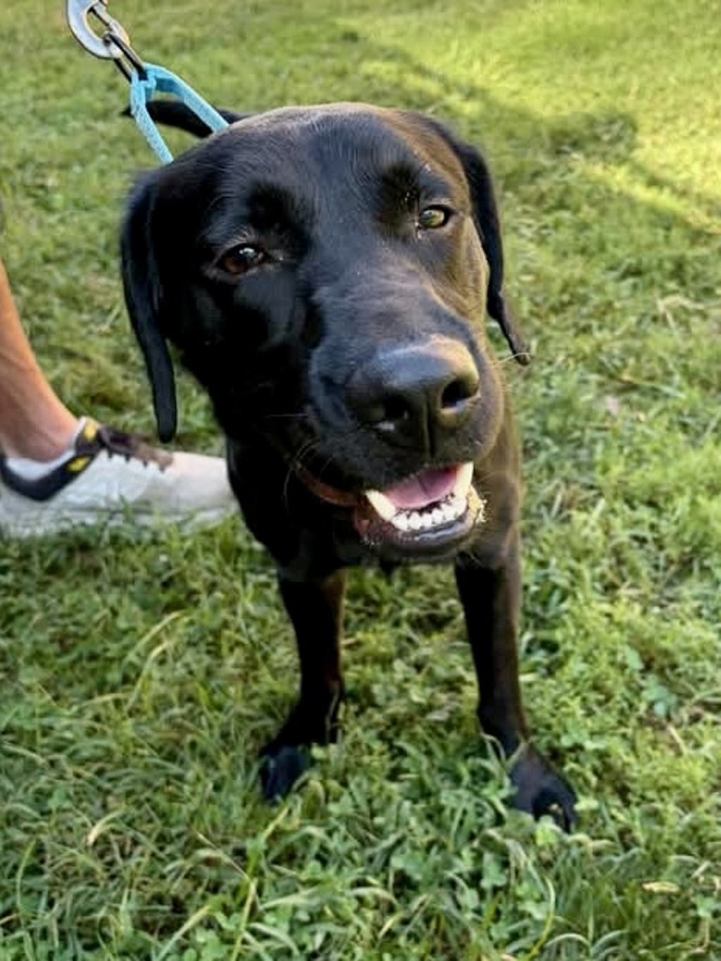 Shelter Stray Male Dog last seen Near Cherry Road, RIVA, MD, 21140, 411 Maxwell Frye Rd, Millersville, MD 21108, USA