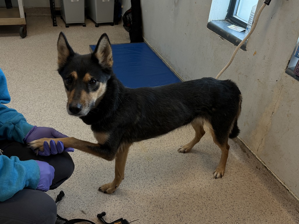 Shelter Stray Female Dog last seen Claremont Park, BRONX, NY, 10457, 326 E 110th St, New York, NY 10029, USA