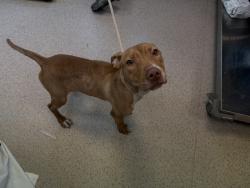 Shelter Stray Male Dog last seen Near Glenmore Avenue, BROOKLYN, NY, 11208, 326 E 110th St, New York, NY 10029, USA