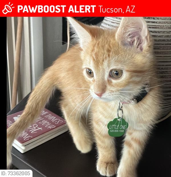 Lost Male Cat last seen Paseo Dorado and Irvington, near 22nd St. and Alvernon, Tucson, AZ 85711