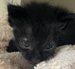 Shelter Stray Male Cat last seen Near L Street, San Diego, CA, 92102, 5500 Gaines St, San Diego, CA 92110, USA