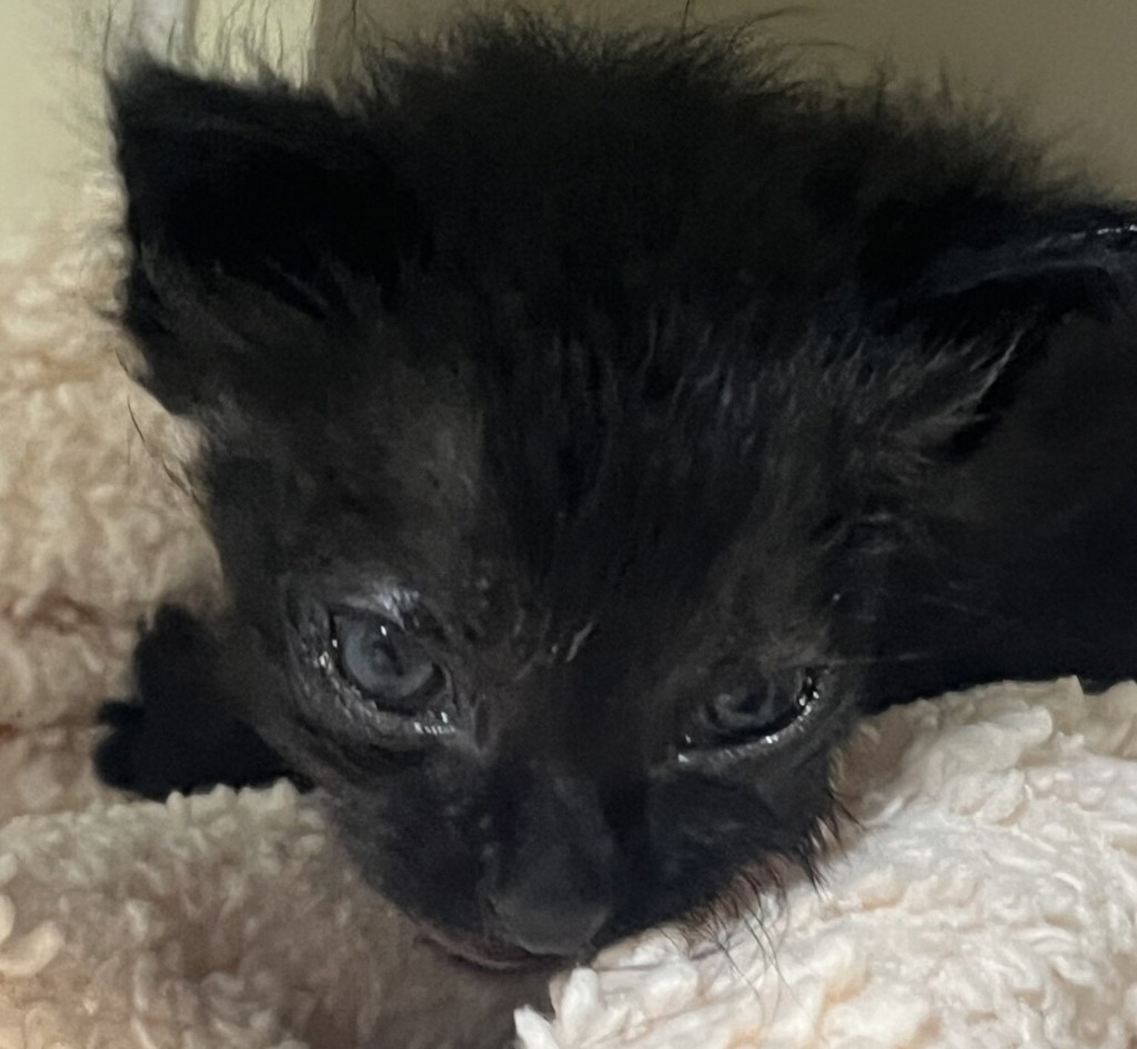 Shelter Stray Male Cat last seen Near L Street, San Diego, CA, 92102, 5500 Gaines St, San Diego, CA 92110, USA