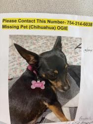 Lost Female Dog last seen Sheridan Lumber Yard - FerraraAuto shop near Railway crossing, Dania Beach, FL 33004