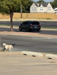 Found/Stray Unknown Dog last seen crossing NW 23rd and N Billen Ave, Oklahoma City, OK 73107