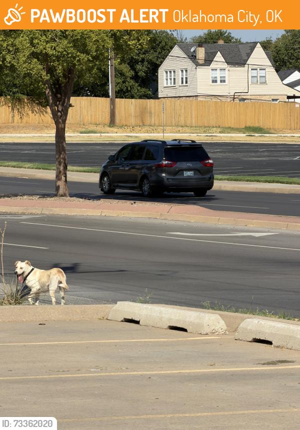 Found/Stray Unknown Dog last seen crossing NW 23rd and N Billen Ave, Oklahoma City, OK 73107