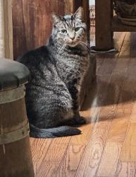 Lost Male Cat last seen Dumfries Rd/234, Manassas, VA 20112