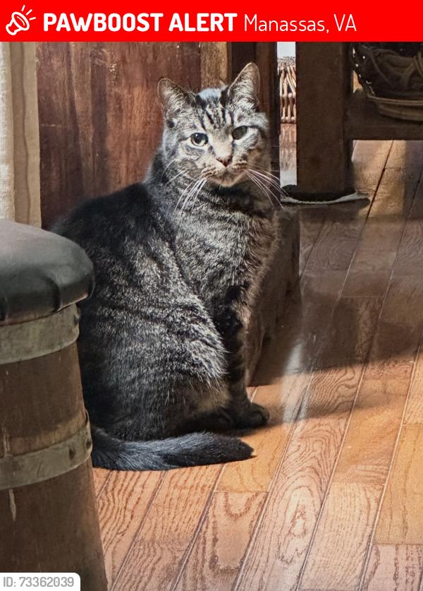 Lost Male Cat last seen Dumfries Rd/234, Manassas, VA 20112