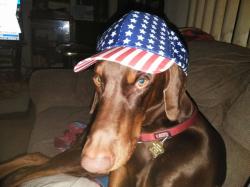 Reunited Male Dog last seen Mauna Loa, Lake Sarasota, FL 34241