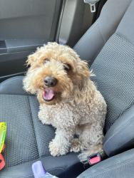 Found/Stray Male Dog last seen CrossFit, Philadelphia, PA 19121