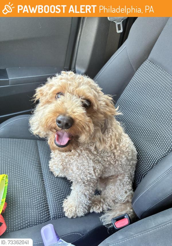 Found/Stray Male Dog last seen CrossFit, Philadelphia, PA 19121