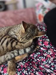 Reunited Male Cat last seen Field rise, Littleover, England DE23 1DD