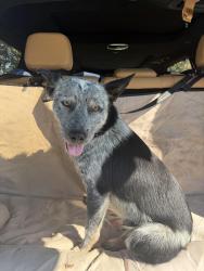 Reunited Male Dog last seen Hwy 27, Sale Creek, TN 37373
