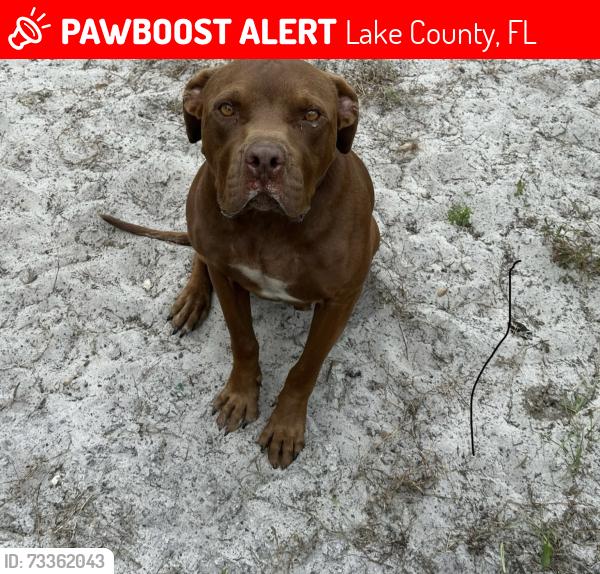 Lost Male Dog last seen saffron Street, eustis, Lake County, FL 32736