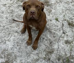 Lost Male Dog last seen saffron Street, eustis, Lake County, FL 32736