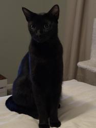 Lost Unknown Cat last seen Kettle Creek Dr, Spring, TX 77379