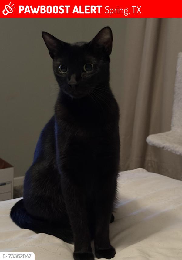 Lost Unknown Cat last seen Kettle Creek Dr, Spring, TX 77379