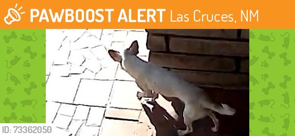 Found/Stray Unknown Dog last seen Lenox/Sim, Las Cruces, NM 88001