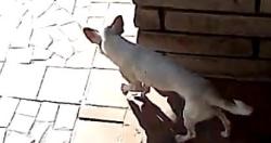 Found/Stray Unknown Dog last seen Lenox/Sim, Las Cruces, NM 88001