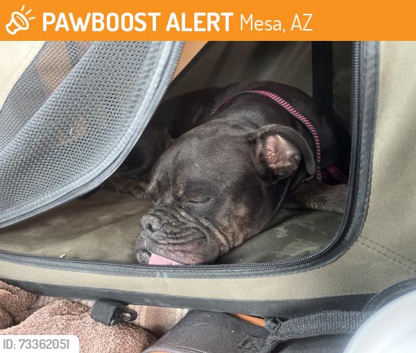 Found/Stray Female Dog last seen Stapley and main, Mesa, AZ 85204