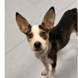 Shelter Stray Female Dog last seen , 3607 N Armenia Ave, Tampa, FL 33607, USA