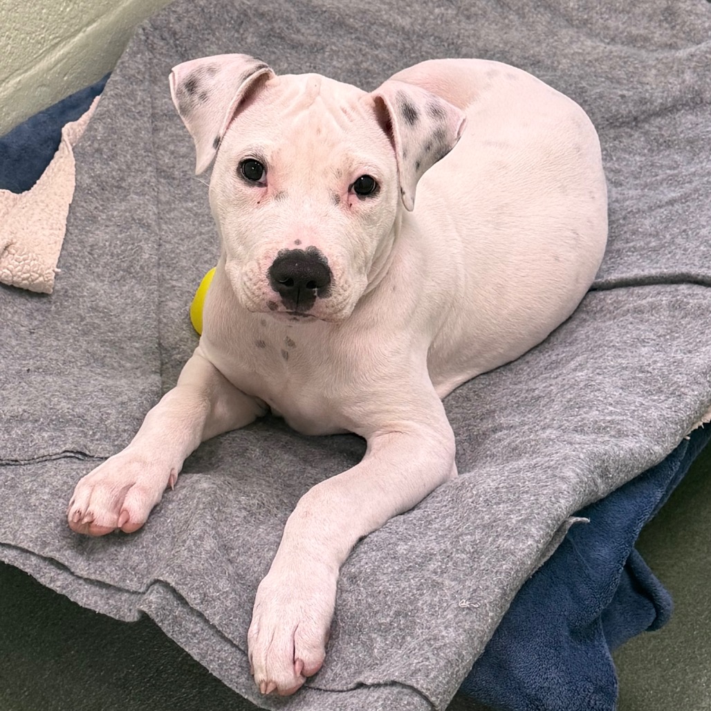 Shelter Stray Male Dog last seen , 3200 N Military Trl, West Palm Beach, FL 33409, USA