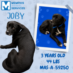 Shelter Stray Male Dog last seen , 2350 Appling City Cove, Memphis, TN 38133, USA