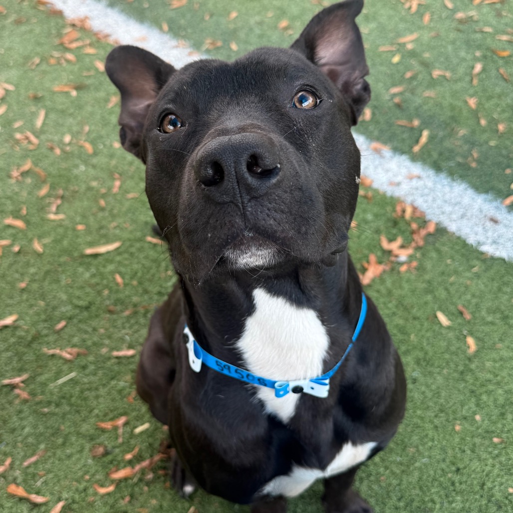 Shelter Stray Male Dog last seen , 2350 Appling City Cove, Memphis, TN 38133, USA