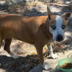 Shelter Stray Female Dog last seen , 1109 Moore Ave, Portland, TX 78374, USA