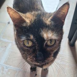 Shelter Stray Female Cat last seen , Animal Care & Control Team of Philly, 111 W Hunting Park Ave, Philadelphia, PA 19140, USA