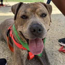 Shelter Stray Male Dog last seen , Animal Care & Control Team of Philly, 111 W Hunting Park Ave, Philadelphia, PA 19140, USA