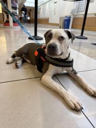 Reunited Male Dog last seen 4th and Bainbridge, Philadelphia, PA 19147