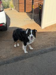 Found/Stray Male Dog last seen Vista, El Cajon, CA 92019