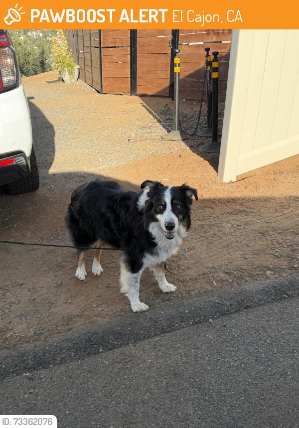 Found/Stray Male Dog last seen Vista, El Cajon, CA 92019