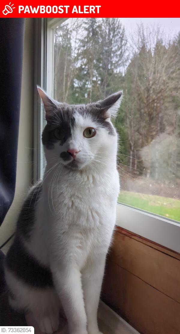 Lost Male Cat last seen sw golf course rd , blooming fern Hill Rd, Washington County, OR 97113