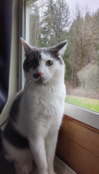 Lost Male Cat last seen sw golf course rd , blooming fern Hill Rd, Washington County, OR 97113