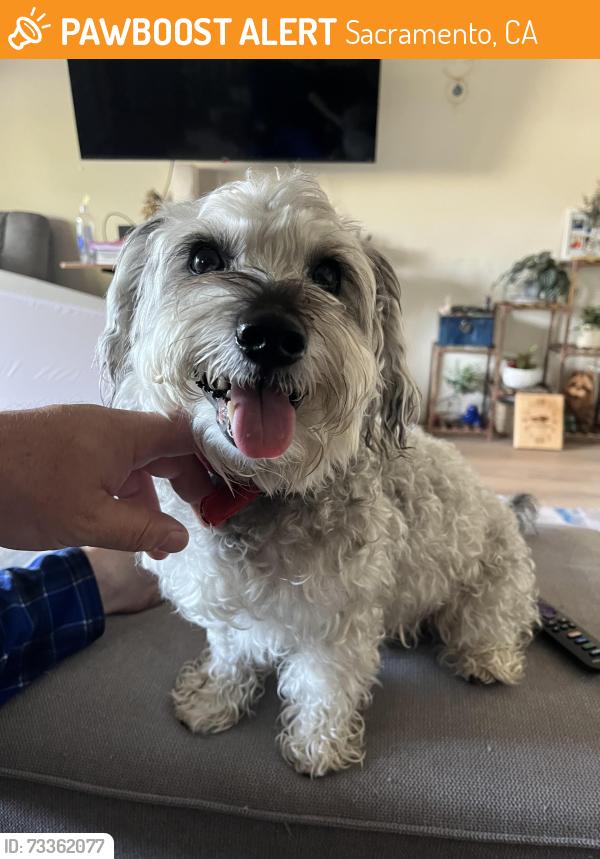 Found/Stray Male Dog last seen Stockton ave, Sacramento, CA 95822