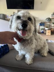 Found/Stray Male Dog last seen Stockton ave, Sacramento, CA 95822