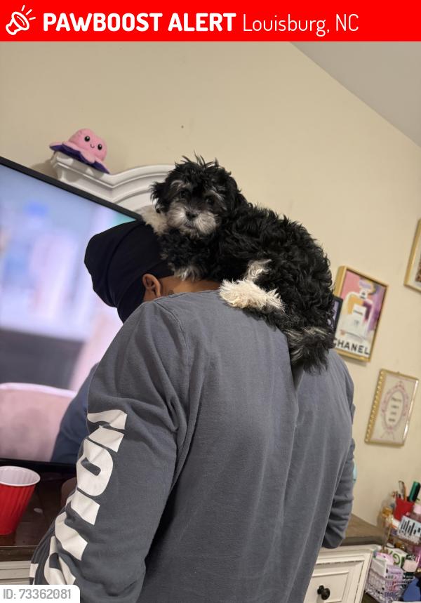 Lost Female Dog last seen Cherokee dr, Louisburg, NC 27587