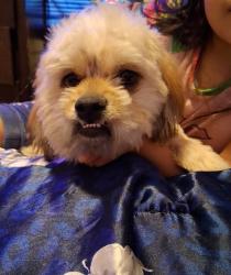 Reunited Male Dog last seen Near S Dexter St, Denver, CO 80222, USA, Denver, CO 80222